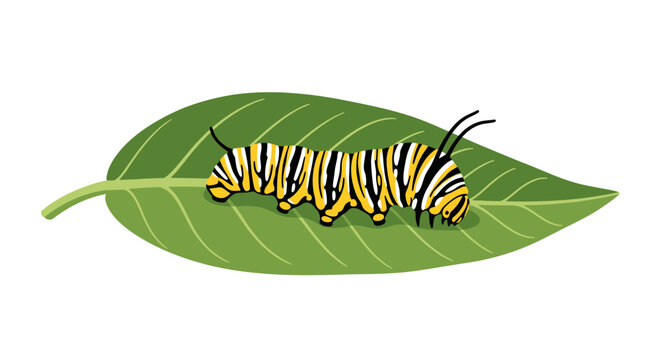 Monarch caterpillar on green leaf eating.