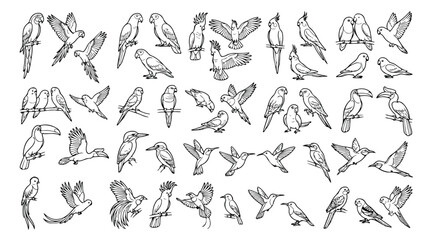 Hand drawn tropical bird icons, 40 black and white parrot and toucan vector illustrations, exotic wildlife line art sketches for nature branding © Farah-Studio