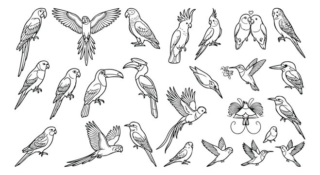 Tropical bird line art collection, 24 exotic parrot and toucan vector icons, minimalist black and white wildlife illustrations for coloring books