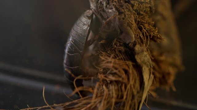 Cockroach Nymph Crawling on Coconut Fiber