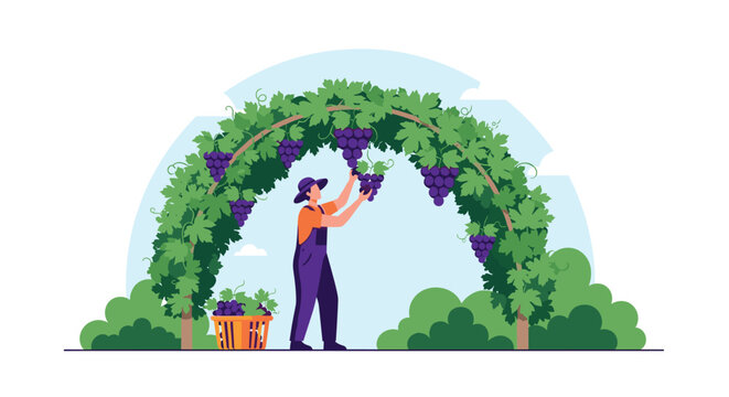 Hardworking farmer harvests ripe purple grapes from a green leafy vine arch in a beautiful vineyard during a sunny day of the autumn season.