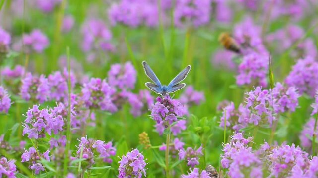 A beautiful summer video of a butterfly in a meadow,