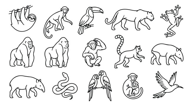 Tropical rainforest animals line art icons, set of 15 exotic jungle wildlife vector illustrations, black and white zoo animal silhouettes for coloring