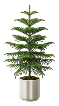Festive Potted Norfolk Pine Christmas Tree, Metallic Ornaments, transparent background