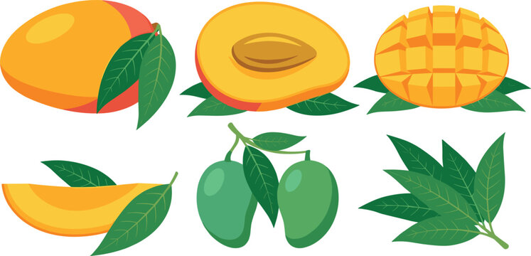 Fresh Mango Fruit Vector Illustration Set Featuring Whole Yellow Mangoes Green Raw Fruits Half Slices Cubed Hedgehog Cut and Tropical Leaves