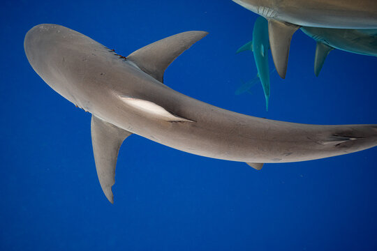 Galapagos Sharks Dorsal Fin in Blue Water