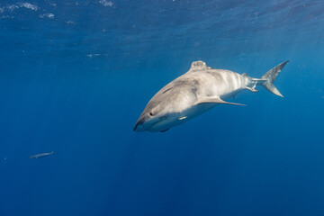 Naklejka premium Tiger Shark with Damaged Dorsal Fin Descending