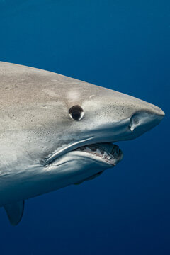 Tiger Shark Side Profile with Broken Jaw and Shark Teeth