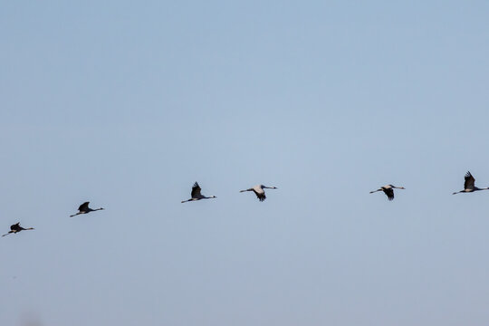 Common Crane (Grus grus) in a natural habitat