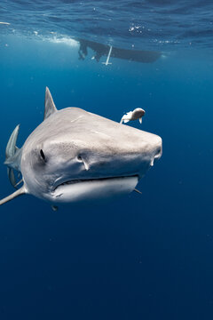 Tiger Shark Close Up Photo of the Snout with Remora Fish