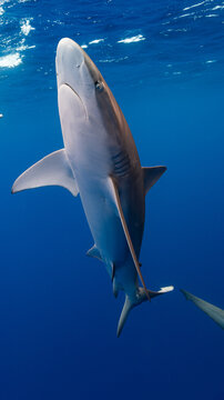 Galapagos Shark Belly Ascending in Blue Water 