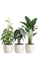 Fototapeta premium Lush tropical houseplants in modern white pots isolated on transparent background