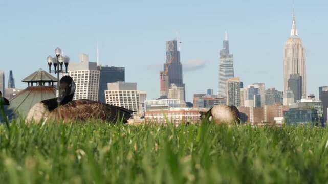New York City Manhattan Midtown towers from New Jersey, wild goose or duck on grass lawn of pier A park, Hoboken, United States. American high-rise skyscraper building and birds migration, NYC skyline