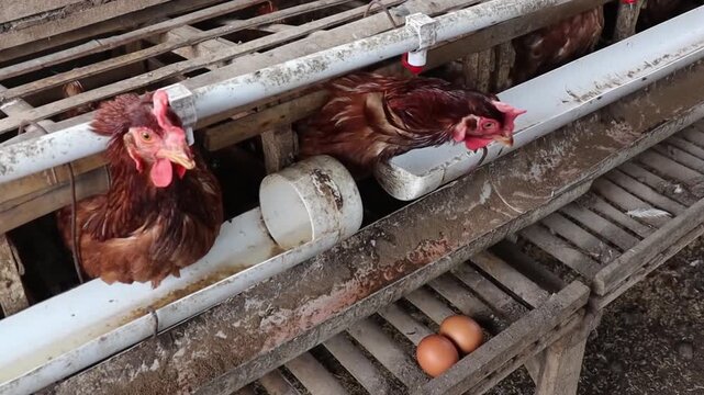 Industrial chicken farming scene with rows of hens in cages, automatic feeders and drinkers, and freshly laid eggs visible along the conveyor system