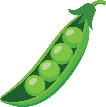 A single open pea pod with peas food vector on white background.