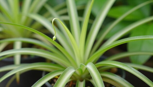Close-up of a variegated spider plant with arching green and cream leaves and a developing plantlet