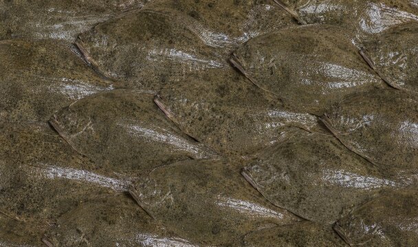 Turbot Fish Background. Fish Background. Generative Ai