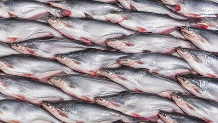 Obraz premium Patin Fish Background. Fish Background. Generative Ai