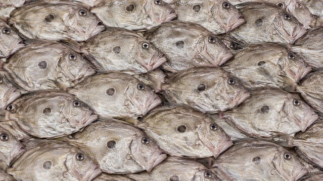 John Dory Fish Background. Fish Background. Generative Ai