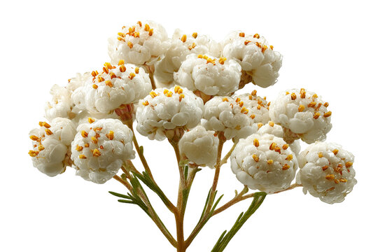 Brunia flower balls with silver grey texture, minimalist botanical style, studio macro close up, isolated transparent background