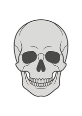Obraz premium Detailed Human Skull Illustration Front View.