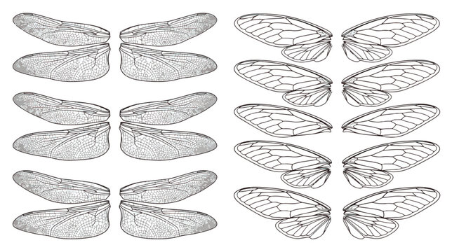 Vintage insect wings vector collection, detailed dragonfly and cicada wing sketches, black and white biological illustration set for design