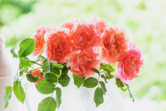 ガラスの花瓶に活けられたサン・セット・グロウという薔薇の花