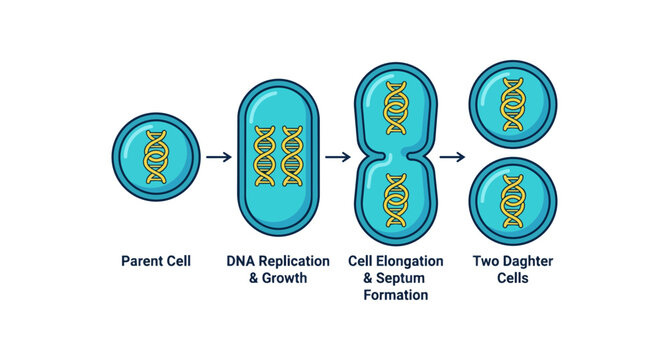 Bacterial Cell Division Process Illustration.
