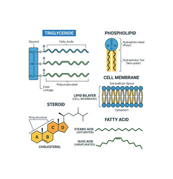 Lipid Structures Triglyceride Phospholipid Steroid Fatty Acid.