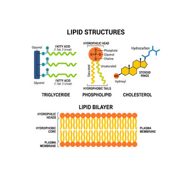 Lipid Structures and Bilayer Explained Visually.