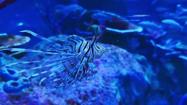 zebra lionfish close up in tropical marine habitat
