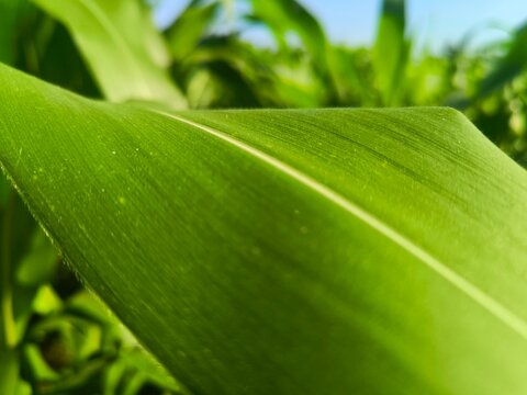 Bright green corn leaf, smooth texture with clear veins &mdash; fuzzy edges, blurred background, sunlight highlighting natural details in close-up view.