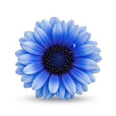 Obraz premium Beautiful vibrant blue daisy flower with dark center petals