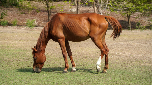 A brown chestnut horse grazing on green grass in an open field with a background of trees