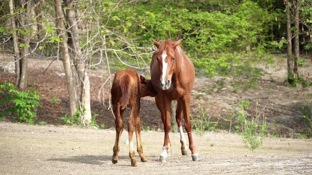 A brown mare and her young foal grazing together on a green pasture with a natural forest background in soft daylight.