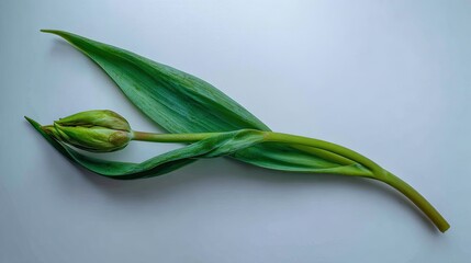 Fototapeta premium Unopened flower bud rests diagonally upon a smooth, light background.