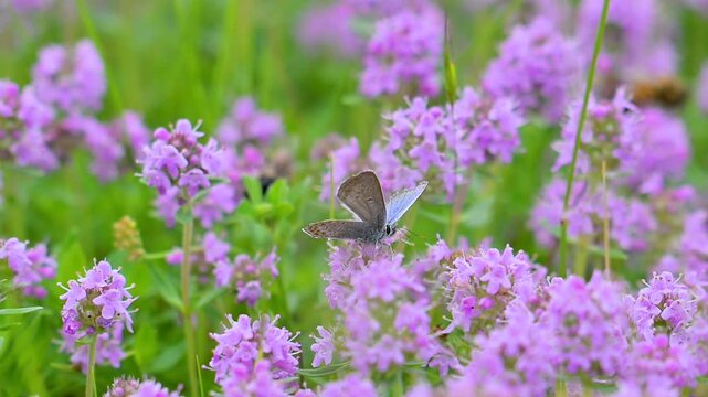 A beautiful summer video of a butterfly in a meadow,