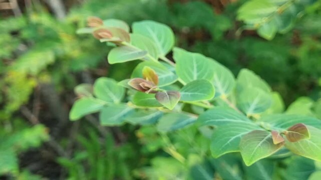 Macro close-up of a branch with ornate green leaves featuring prominent white vein patterns on a natural background.