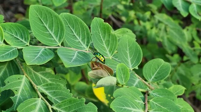 Macro Close Up of Metallic Jewel Bug Shield Bug on Green Leaves