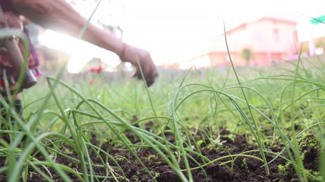 Raw video footage of a rural Indian woman removing extra onion plants in a farm in Uttarakhand India showcasing traditional farming and crop maintenance work.