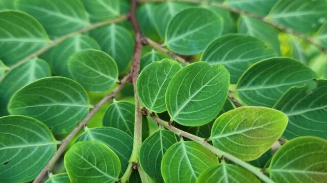 Macro close-up of a branch with ornate green leaves featuring prominent white vein patterns on a natural background.