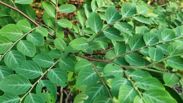 Macro close-up of a branch with ornate green leaves featuring prominent white vein patterns on a natural background.
