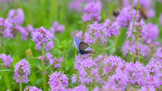 A beautiful summer video of a butterfly in a meadow,
