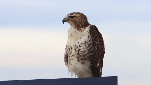 Handheld video of a hawk standing on top of a blue sign and turning its head as the wind blows its feathers.