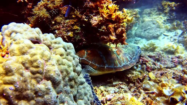 Beautiful green sea turtle, Chelonia mydas, emerging from its hideout among the corals