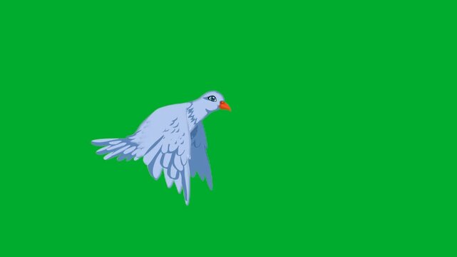 2d animation Pigeon bird flying gracefully downwards in profile view profile animation on green screen. Beautiful white blue dove bird soaring midair with spreading feathers wings animation on green