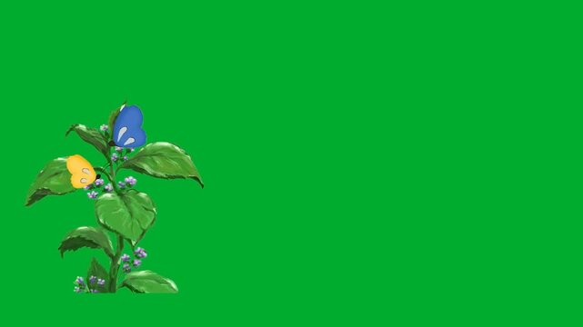 2d animation Butterfly on plant branch with green leaves drinking nectar animation on green screen. Beautiful blue insect bug hovering next to fresh organic flower bush in backyard garden animation
