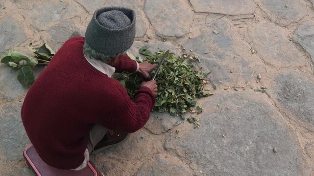 Raw video footage of a rural Indian man cutting green fodder for animals in Uttarakhand India showcasing traditional farming and village lifestyle.