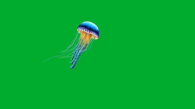 2d animation Jellyfish swimming deep in ocean water space animation on green screen. Beautiful blue bioluminescent medusa sea creature moving floating tentacles gracefully in wildlife habitat