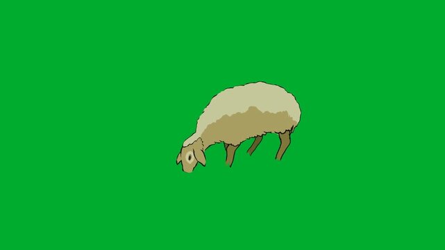 2d animated Fluffy sheep eating grass with head down on animation on green screen. Ideal for professional video editors, content creators, stock footage libraries, high quality projects, seamless